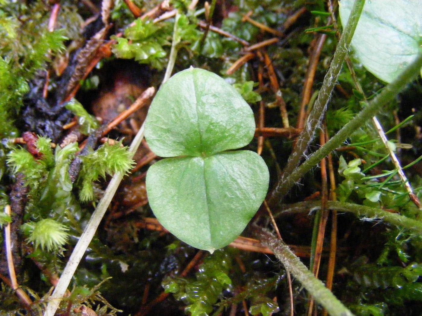 Neottia cordata